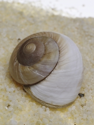 포토 스튜디오촬영 연체동물 실내 누끼 근접촬영 사람없음 세로 조약돌 소라 국내포토 뷰포인트 어패류 무척추동물 내부 돌_바위 파일형식