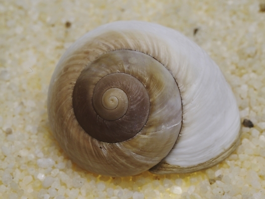 포토 스튜디오촬영 연체동물 실내 누끼 근접촬영 사람없음 가로 조약돌 소라 국내포토 뷰포인트 어패류 무척추동물 내부 돌_바위 파일형식