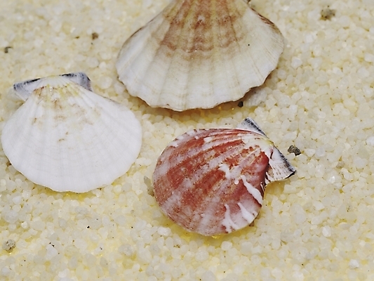 포토 스튜디오촬영 조개 연체동물 실내 근접촬영 사람없음 가로 조약돌 국내포토 뷰포인트 어패류 무척추동물 내부 돌_바위 파일형식