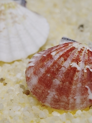 포토 스튜디오촬영 조개 연체동물 실내 근접촬영 사람없음 세로 조약돌 국내포토 뷰포인트 어패류 무척추동물 내부 돌_바위 파일형식