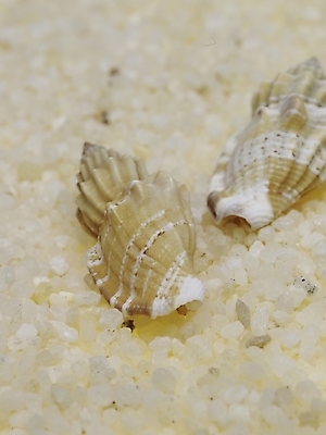 포토 스튜디오촬영 연체동물 실내 사람없음 세로 조약돌 소라 국내포토 어패류 무척추동물 내부 돌_바위 파일형식