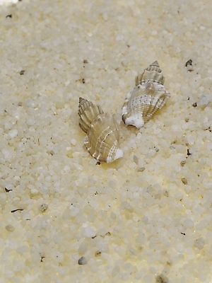 포토 스튜디오촬영 연체동물 실내 누끼 사람없음 세로 조약돌 소라 국내포토 어패류 무척추동물 내부 돌_바위 파일형식