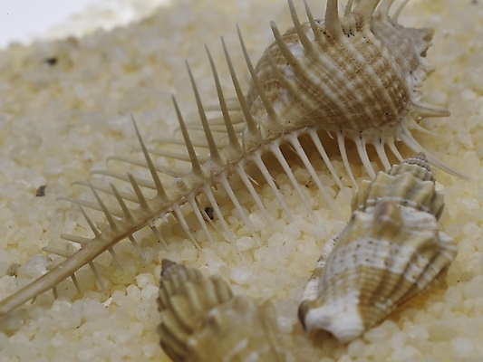 포토 스튜디오촬영 연체동물 실내 근접촬영 사람없음 가로 조약돌 소라 국내포토 뷰포인트 어패류 무척추동물 내부 돌_바위 파일형식