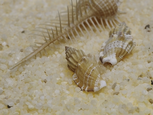 포토 스튜디오촬영 연체동물 실내 근접촬영 사람없음 가로 조약돌 소라 국내포토 뷰포인트 어패류 무척추동물 내부 돌_바위 파일형식