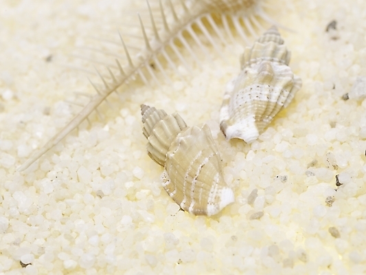 포토 스튜디오촬영 연체동물 실내 근접촬영 사람없음 가로 조약돌 소라 국내포토 뷰포인트 어패류 무척추동물 내부 돌_바위 파일형식