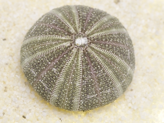 포토 스튜디오촬영 조개 연체동물 실내 누끼 근접촬영 사람없음 가로 조약돌 국내포토 뷰포인트 어패류 무척추동물 내부 돌_바위 파일형식