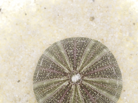 포토 스튜디오촬영 조개 연체동물 실내 근접촬영 사람없음 가로 하이앵글 조약돌 국내포토 뷰포인트 어패류 무척추동물 내부 돌_바위 파일형식