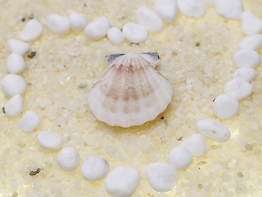 포토 스튜디오촬영 조개 연체동물 실내 틀 근접촬영 사람없음 가로 돌_바위 조약돌 흰색 하트 백돌 국내포토 모양 뷰포인트 컬러 어패류 무척추동물 내부 파일형식