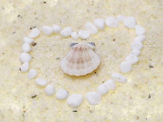 포토 스튜디오촬영 조개 연체동물 실내 틀 누끼 사람없음 가로 돌_바위 조약돌 흰색 하트 백돌 국내포토 모양 컬러 어패류 무척추동물 내부 파일형식