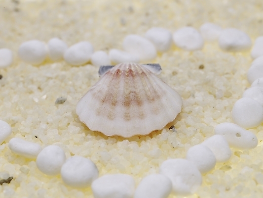 포토 스튜디오촬영 조개 연체동물 실내 틀 근접촬영 사람없음 가로 돌_바위 조약돌 흰색 하트 백돌 국내포토 모양 뷰포인트 컬러 어패류 무척추동물 내부 파일형식