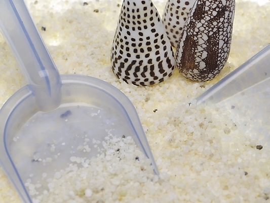 포토 스튜디오촬영 생활용품 조개 연체동물 실내 근접촬영 사람없음 가로 조약돌 청소도구 쓰레받기 국내포토 뷰포인트 어패류 무척추동물 내부 돌_바위 도구 청소 오브젝트 파일형식