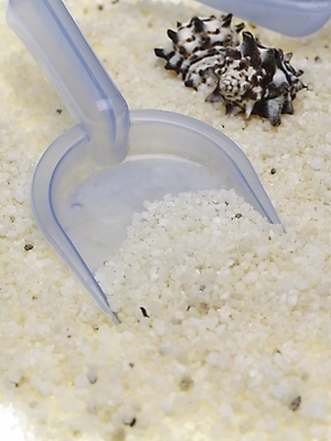 포토 스튜디오촬영 생활용품 연체동물 실내 근접촬영 사람없음 세로 조약돌 소라 청소도구 쓰레받기 국내포토 뷰포인트 어패류 무척추동물 내부 돌_바위 도구 청소 오브젝트 파일형식