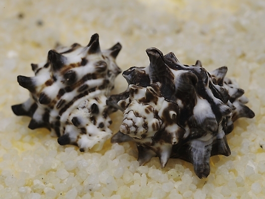 포토 스튜디오촬영 연체동물 실내 누끼 사람없음 가로 조약돌 소라 국내포토 어패류 무척추동물 내부 돌_바위 파일형식