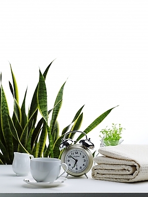 포토 JPG 스튜디오촬영 식물 화분 음료 시계 생활용품 탁자 실내 사람없음 초록색 인테리어 식탁보 커피잔 찻잔 탁상시계 미니화분 크리머 산사베리아 국내포토 디자인 커피 컬러 가구 잔 내부 오브젝트 파일형식