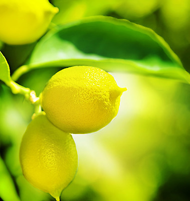 포토 JPG 해외이미지 나무 음식 백그라운드 잎 농업 과일 텍스트 자연 귤 사람없음 초록색 농작물 햇빛 농장 노란색 우주 맑음 주스 수확 성장 나뭇가지 신선 소프트포커스 숲 다발 지중해 레몬 가득함 유기농 보케 라임 블러 숙성 많음 카피스페이스 해외202004 레몬나무 해외포토 식물 웰빙 산업 음료 바다 컬러 컨셉 날씨 촬영기법 태양 공백 생태계 파일형식