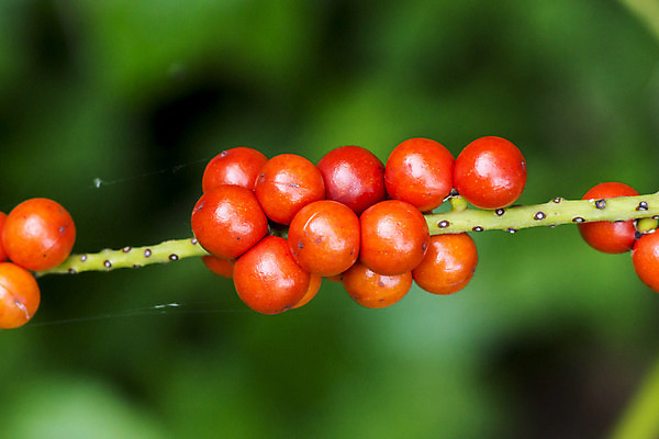 포토 JPG 해외이미지 나무 식물 백그라운드 잎 패턴 농업 채소 자연 추상 프레임 손바닥 그림자 사람없음 야외 가로 초록색 햇빛 우주 환경 활발 성장 신선 부채 묘사 원예 질감 슛 정맥 대각선 내추럴 해외202004 해외포토 손 산업 선 컬러 컨셉 무늬 취미 태양 생태계 혈관 파일형식