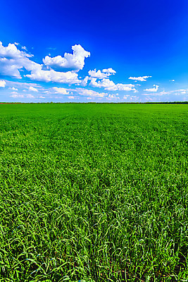 포토 JPG 해외이미지 식물 구름 계절 줄기 백그라운드 밭 농업 자연 벽지 하늘 풍경 초원 사람없음 야외 초록색 여름 파란색 농작물 햇빛 태양 농장 농경지 환경 농사 맑음 봄 성장 시골 땅 시리얼 밀 조경 장면 밭일 수평선 세련 해외202004 해외포토 자연요소 산업 음식 컬러 날씨 곡류 생태계 파일형식