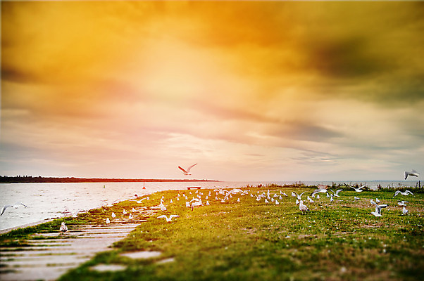 포토 JPG 해외이미지 동물 구름 실루엣 야생동물 바다 여행 백그라운드 겨울 날개 자연 조류 하늘 풍경 사람없음 야외 빨간색 여름 파란색 빛 태양 평화 검은색 일몰 봄 자유 흰색 그룹 깃털 비둘기 철새 내추럴 동물상 무료 많음 해외202004 해외포토 자연요소 계절 컬러 컨셉 촬영기법 조형물 노을 생태계 파일형식