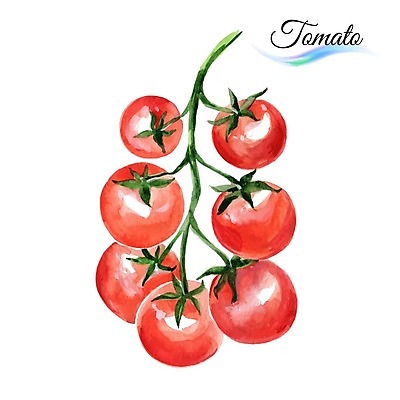EPS 해외이미지 일러스트 방울토마토 수채화 사람없음 빨간색 여름 손그림 해외일러스트 계절 컬러 토마토 파일형식 벡터