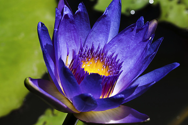 포토 JPG 해외이미지 식물 꽃잎 꽃 아시아 선 분홍색 백그라운드 잎 꽃무늬 자연 휴식 연꽃 사람없음 야외 장식 세로 초록색 물 반사 노란색 환경 정원 침묵 벚꽃 연못 신선 개화 우아함 백합 명상 싱글 내추럴 이국적 천진난만 부족함 해외202004 해외포토 자연요소 나라 컬러 컨셉 무늬 소리 생태계 파일형식