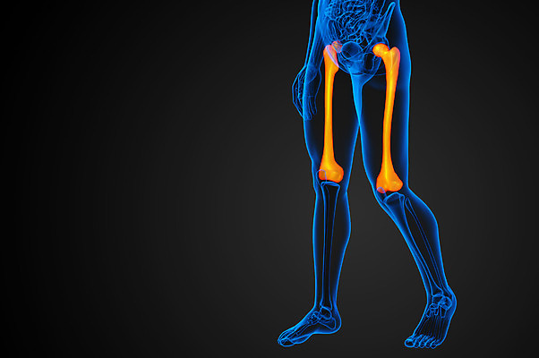 포토 JPG 해외이미지 해부 뼈 골격 사람없음 엉덩이 무릎 해외202004 해외포토 의학 신체부위 파일형식
