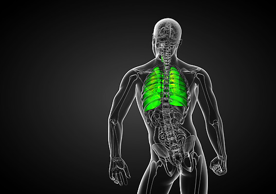 포토 JPG 해외이미지 해부 건강 사람 사람없음 3D 오르간 호흡기관 궤 해외202004 해외포토 의학 장기_의학 건반악기 디지털합성 파일형식