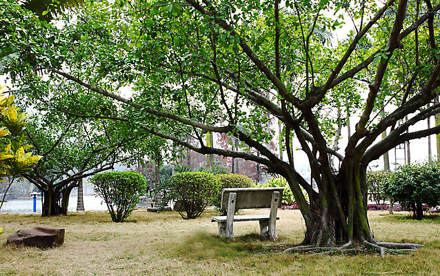 포토 JPG 해외이미지 나무 공원 잎 벤치 의자 자연 휴식 풍경 사람없음 야외 초록색 물 강 컬러풀 반사 평화 침묵 고요 낭만 전원 시골 개울 해외202004 해외포토 자연요소 식물 공공시설 컬러 가구 컨셉 소리 전기에너지 생태계 파일형식