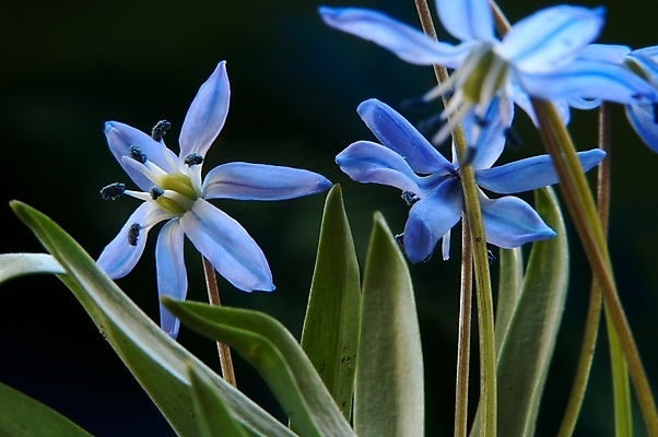 포토 JPG 해외이미지 꽃 자연 사람없음 정원 봄 자르기 제비꽃 원예 해외202004 해외포토 식물 계절 모션 취미 생태계 파일형식