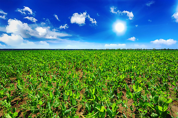 포토 JPG 해외이미지 식물 구름 줄기 잎 밭 농업 채소 과일 자연 벽지 하늘 날씨 콩 풍경 사람없음 초록색 여름 파란색 햇빛 태양 농장 농경지 농사 맑음 봄 수확 성장 시골 밀 완두콩 조경 장면 꼬투리 밭일 수평선 세련 해외202004 해외포토 자연요소 계절 산업 컬러 곡류 생태계 파일형식