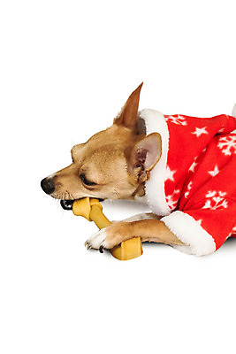 포토 JPG 해외이미지 한마리 컨셉 크리스마스 놀이 사람없음 반려동물 장난감 축제 축하 강아지 흰배경 치와와 이벤트의상 개껌 해외202004 해외포토 동물 1 옷 기념일 백그라운드 흰색 개 파일형식