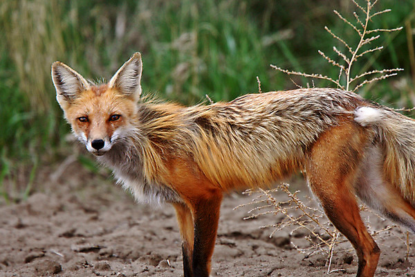 포토 JPG 해외이미지 주간 한마리 야생동물 사람없음 야외 아웃포커스 여우 해외202004 해외포토 자연요소 동물 1 포유류 촬영기법 파일형식
