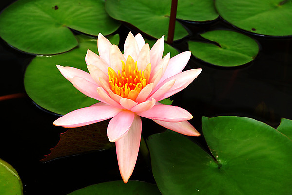 포토 JPG 해외이미지 식물 꽃잎 꽃 아시아 선 분홍색 백그라운드 잎 꽃무늬 자연 휴식 연꽃 사람없음 야외 장식 세로 초록색 물 반사 노란색 환경 정원 침묵 벚꽃 연못 신선 개화 우아함 백합 명상 싱글 내추럴 이국적 천진난만 부족함 해외202004 해외포토 자연요소 나라 컬러 컨셉 무늬 소리 생태계 파일형식