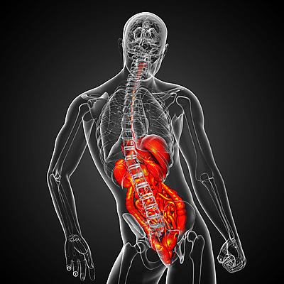 포토 JPG 해외이미지 해부 사람 사람없음 고통 하트 신장 간 암 방광 췌장 지라 해외202004 해외포토 모양 감정 의학 장기_의학 비뇨기관 질병 파일형식