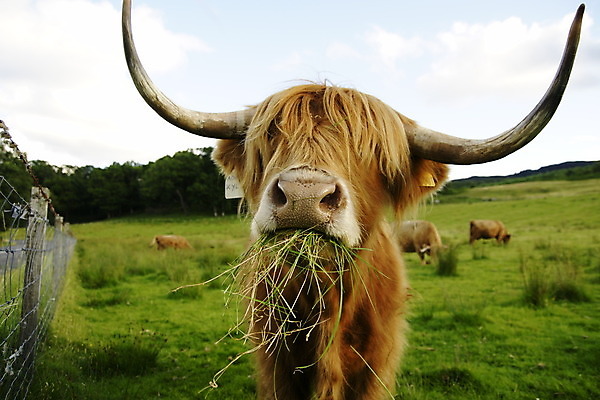 포토 JPG 해외이미지 동물 유럽 밭 농업 포유류 자연 털 뿔 사람없음 야외 빨간색 물 여름 농장 갈색 카메라 가축 힘 산책 코트 시골 소 네덜란드 황소 꼬리 내추럴 송아지 산악지대 기르기 찰과상 스코틀랜드 해외202004 해외포토 자연요소 계절 나라 산업 새끼 컬러 휴식 영국 산 전자제품 외투 상처 생태계 돌봄 파일형식