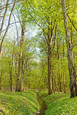 포토 JPG 해외이미지 주간 나무 자연 바닥 풍경 사람없음 야외 목재 가로 초록색 여름 햇빛 환경 성장 덮개 숲 신비 전쟁 상록수 침엽수 서식지 내추럴 옛날 해외202004 해외포토 자연요소 식물 계절 컬러 컨셉 재료 태양 뚜껑 생태계 파일형식