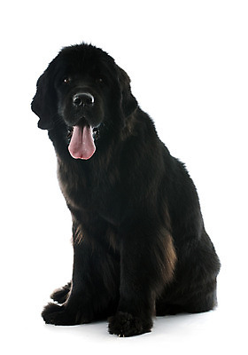 포토 JPG 해외이미지 동물 1 사람없음 반려동물 검은색 개 흰배경 거인 송곳니 고립 마스티프 유래 해외202004 경비견 해외포토 컬러 백그라운드 포유류 흰색 치아 파일형식