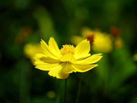 포토 JPG 해외이미지 식물 계절 꽃잎 꽃 분홍색 자연 아침 국화 사람없음 야외 컬러풀 노란색 평화 환경 정원 봄 벚꽃 가을 흰색 꽃술 신선 개화 닫기 만족 코스모스 원예 보케 내추럴 강렬 꽃수술 블러 해외202004 해외포토 주간 감정 컬러 컨셉 모션 취미 생태계 파일형식