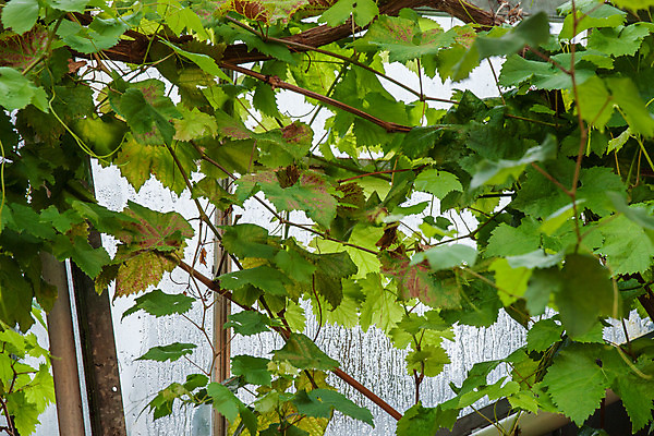 포토 JPG 해외이미지 식물 계절 백그라운드 잎 농업 과일 창문 자연 유리 포도 주택 실내 건강 사람없음 장식 초록색 컬러풀 와인 정원 촉촉함 성장 가을 시골 덩굴 이슬 빗방울 묘사 원예 포도밭 포도나무 아이비 내추럴 양조장 옛날 온실 그리너리 해외202004 해외포토 산업 컬러 밭 재질 주류 취미 내부 건물 젖음 비_날씨 과일나무 생태계 파일형식 트랜드컬러