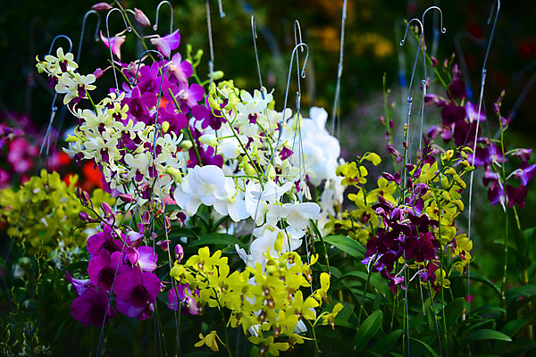 포토 JPG 해외이미지 식물 라이프스타일 꽃 화분 비즈니스 자연 사람없음 컬러풀 판매 상점 난초 시장 시티라이프 해외202004 해외포토 컬러 생활 생태계 파일형식