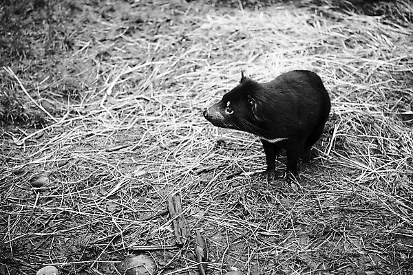 포토 JPG 해외이미지 동물 사람없음 호주 주머니곰 해외202004 해외포토 포유류 오세아니아 파일형식