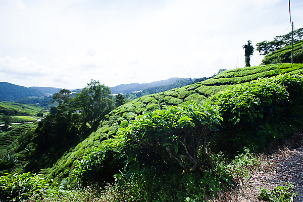 포토 JPG 해외이미지 나무 식물 산업 아시아 백그라운드 잎 패턴 밭 농업 자연 하늘 산 파노라마 풍경 경사 초원 사람없음 야외 목재 초록색 여름 빛 농작물 농장 농경지 환경 정원 계곡 맑음 중국 봄 신선 차 숲 언덕 유기농 질감 남쪽 말레이시아 산악지대 해외202004 해외포토 웰빙 계절 나라 음료 컬러 무늬 재료 날씨 촬영기법 방향 생태계 파일형식