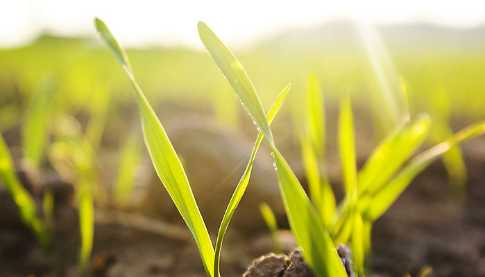 포토 JPG 해외이미지 잎 밭 농업 자연 씨앗 풍경 사람없음 야외 농작물 농장 활발 수확 추수 가을 유기농 밀짚 밭일 해외202004 해외포토 식물 웰빙 계절 산업 컨셉 짚 생태계 파일형식