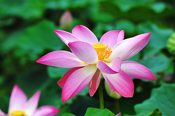 포토 JPG 해외이미지 꽃 분홍색 잎 연꽃 사람없음 초록색 정원 수련 원예 화단 해외202004 해외포토 식물 컬러 취미 파일형식