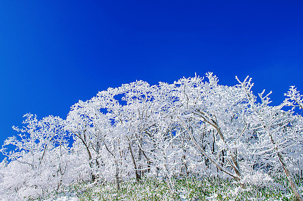 포토 JPG 해외이미지 나무 백그라운드 겨울 자연 하늘 산 서울 한국 풍경 사람없음 태양 맑음 추위 언덕 눈내림 해외202004 해외포토 자연요소 식물 계절 아시아 날씨 눈_날씨 생태계 파일형식