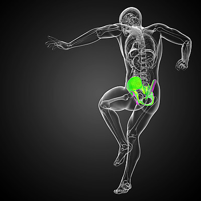 포토 JPG 해외이미지 해부 뼈 골격 건강 사람 사람없음 엉덩이 척추 자궁 연골 해외202004 해외포토 의학 신체부위 장기_의학 파일형식