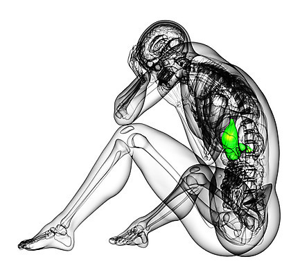 포토 JPG 해외이미지 해부 건강 사람 사람없음 3D 오르간 궤 복부 해외202004 해외포토 의학 신체부위 건반악기 디지털합성 파일형식