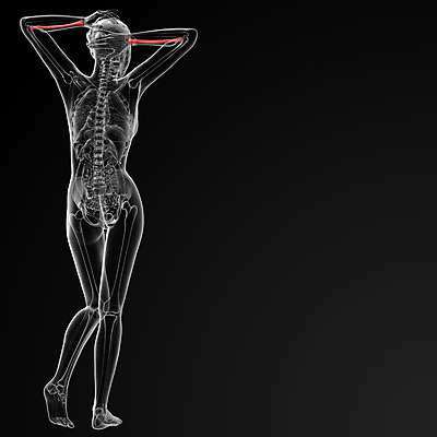 포토 JPG 해외이미지 과학 신체 부분 해부 뼈 골격 사람없음 약 디지털합성 팔 해외202004 해외포토 의학 신체부위 파일형식