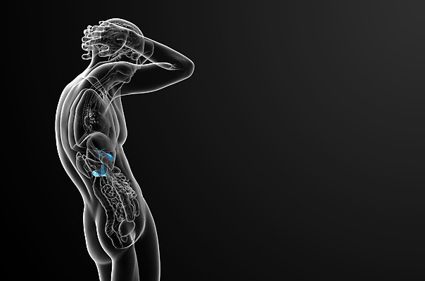 포토 JPG 해외이미지 해부 건강 사람없음 오르간 방광 췌장 해외202004 해외포토 의학 장기_의학 건반악기 비뇨기관 파일형식