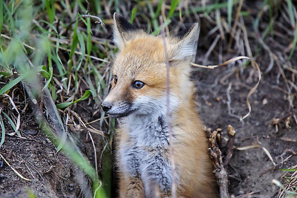 포토 JPG 해외이미지 주간 한마리 야생동물 사람없음 야외 소프트포커스 땅 여우 해외202004 해외포토 자연요소 동물 1 포유류 촬영기법 파일형식