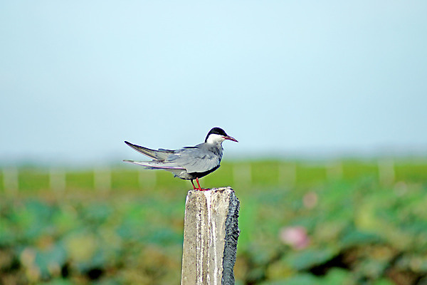 포토 JPG 해외이미지 호수 야생동물 자연 조류 아침 사람없음 물 반사 보호 깃털 물새 철새 수유 해외202004 해외포토 주간 자연요소 동물 컨셉 생태계 파일형식